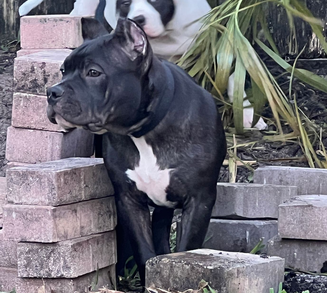 Righteous X Karen Breeding Dawghouse's American Bully Puppy Extreme Pocket puppy