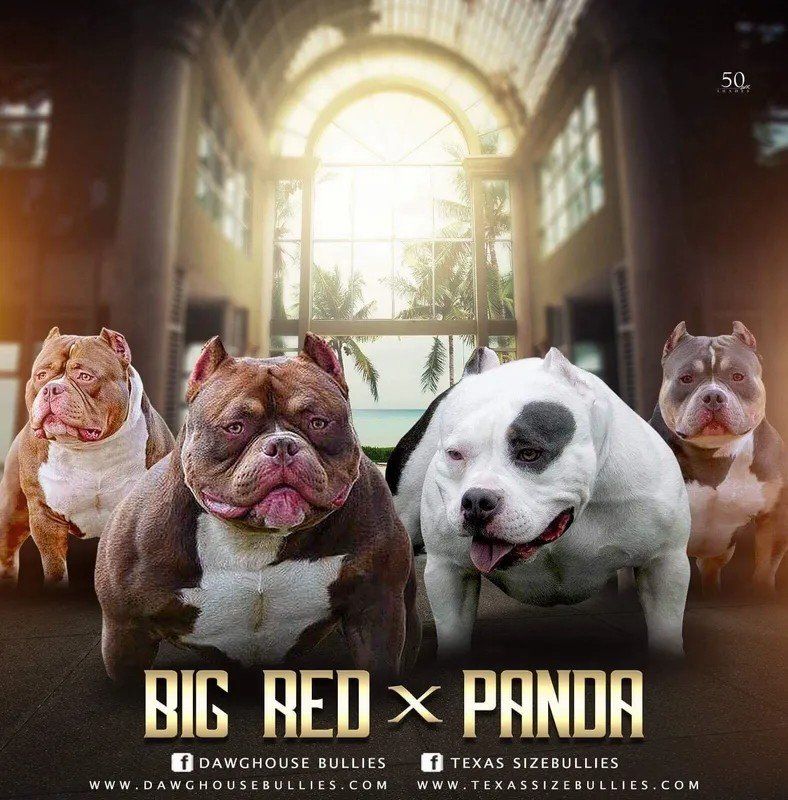 promotional artwork for big red bull dog and panda, pictures of big red and panda standing in a field