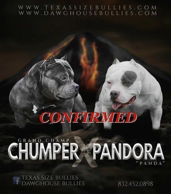 ABKC Grand Champion Chumper & Pandora 2017 promotional artwork