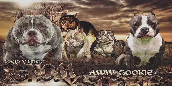 Venom & Sookie 2016 promotional artwork featuring  family of bulldogs