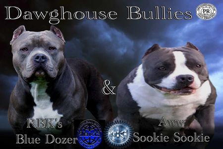 RBK's Blue Dozer & Aww Sookie 2016 promotional artwork featuring both bulldogs