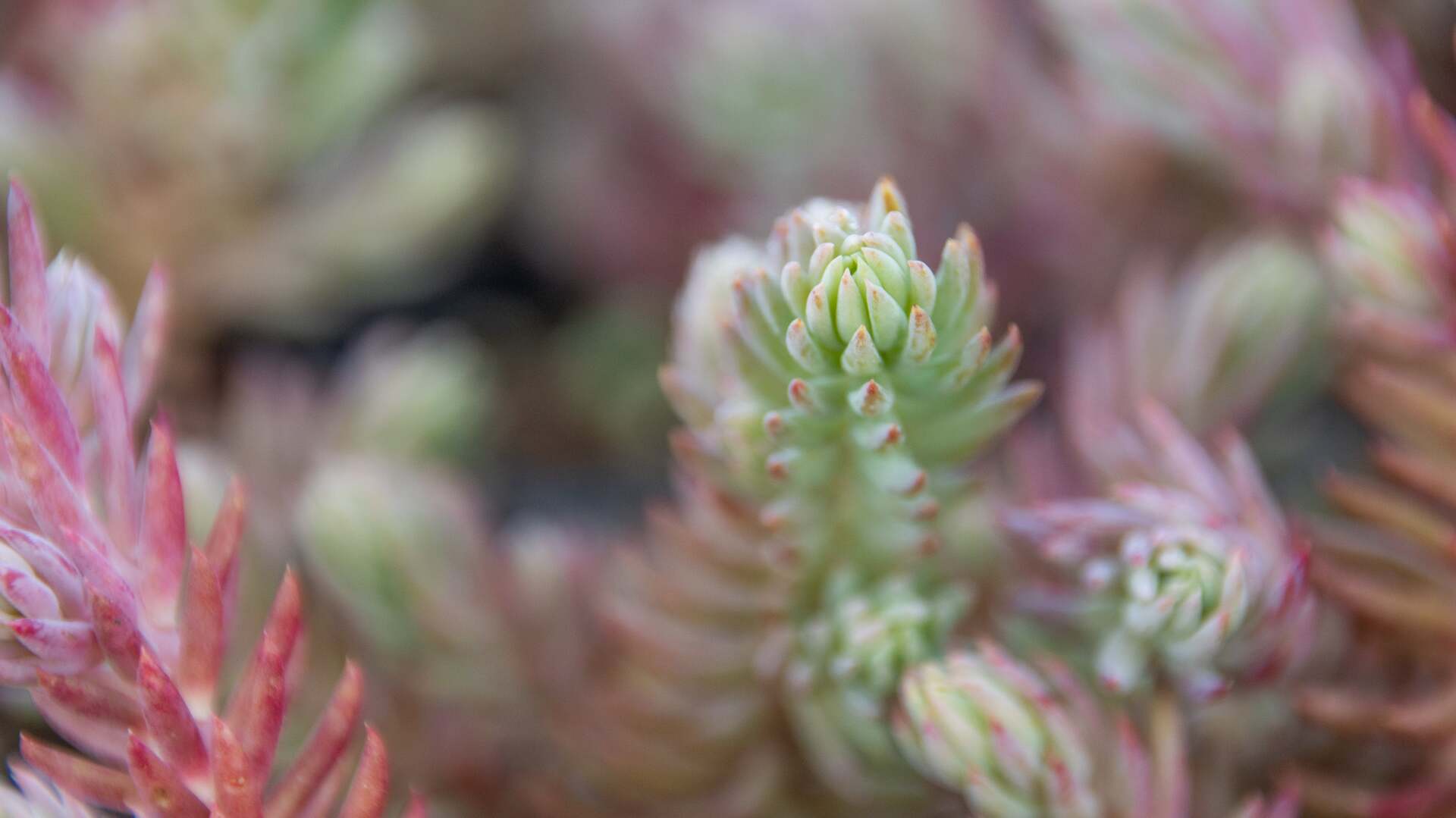 Sedum reflexum