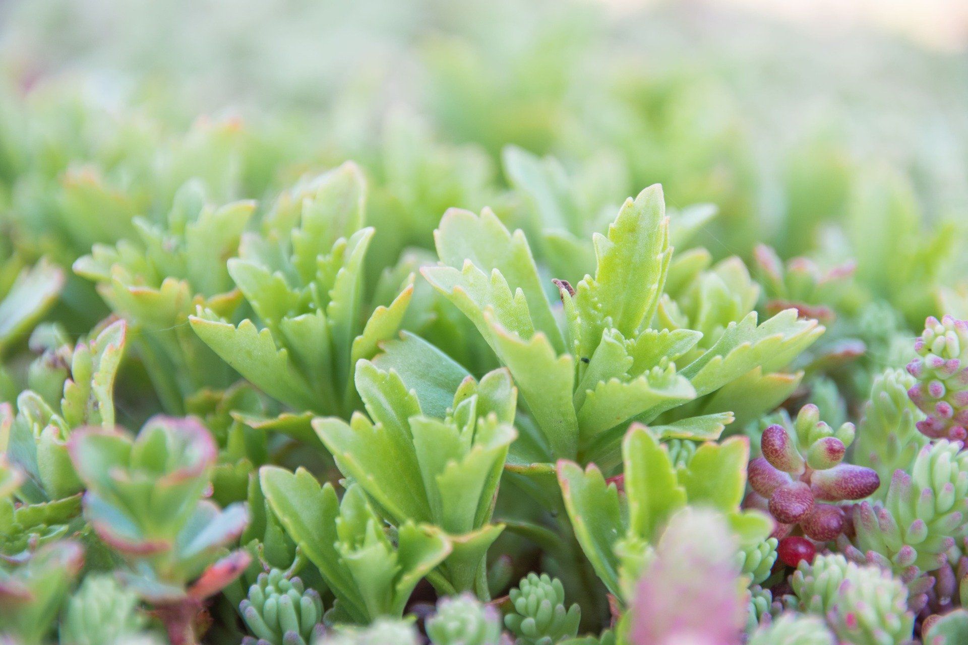 Sedum hybridum ‘Immergrunchen’