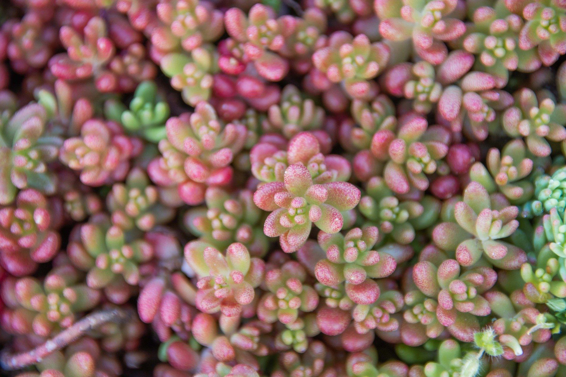Sedum album