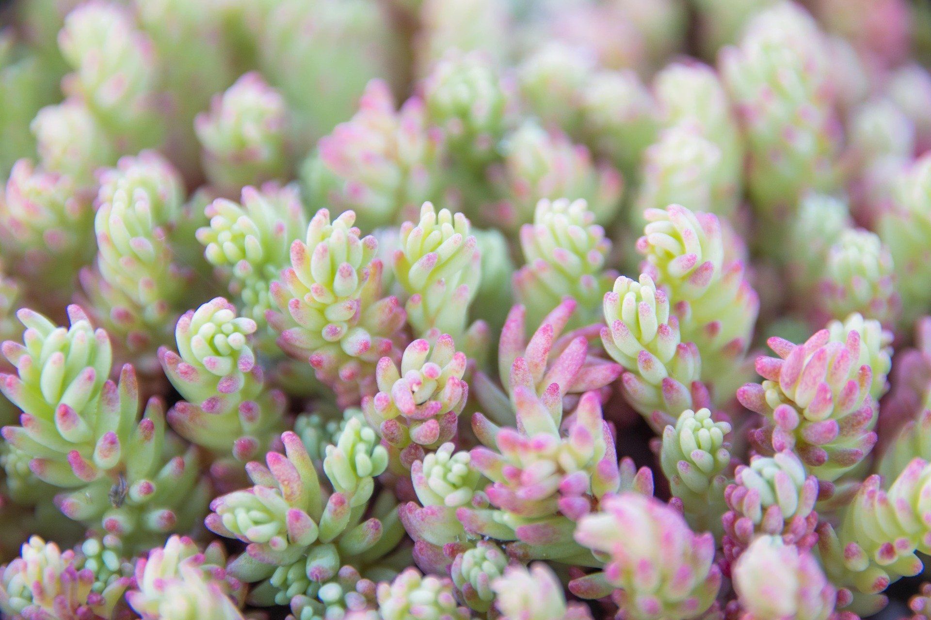 Sedum lydium ‘Glaucum’
