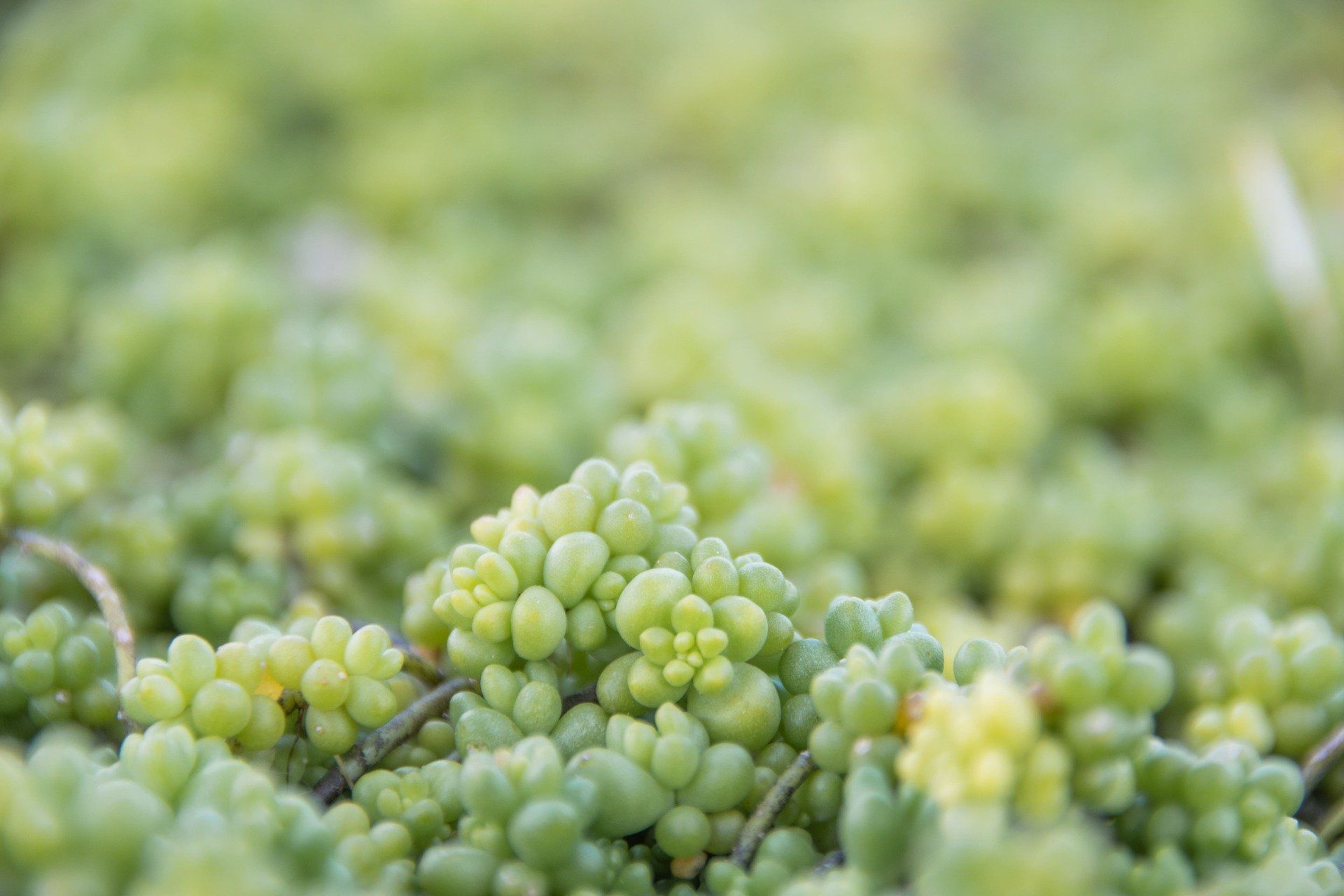 Sedum album ‘Chloroticum’