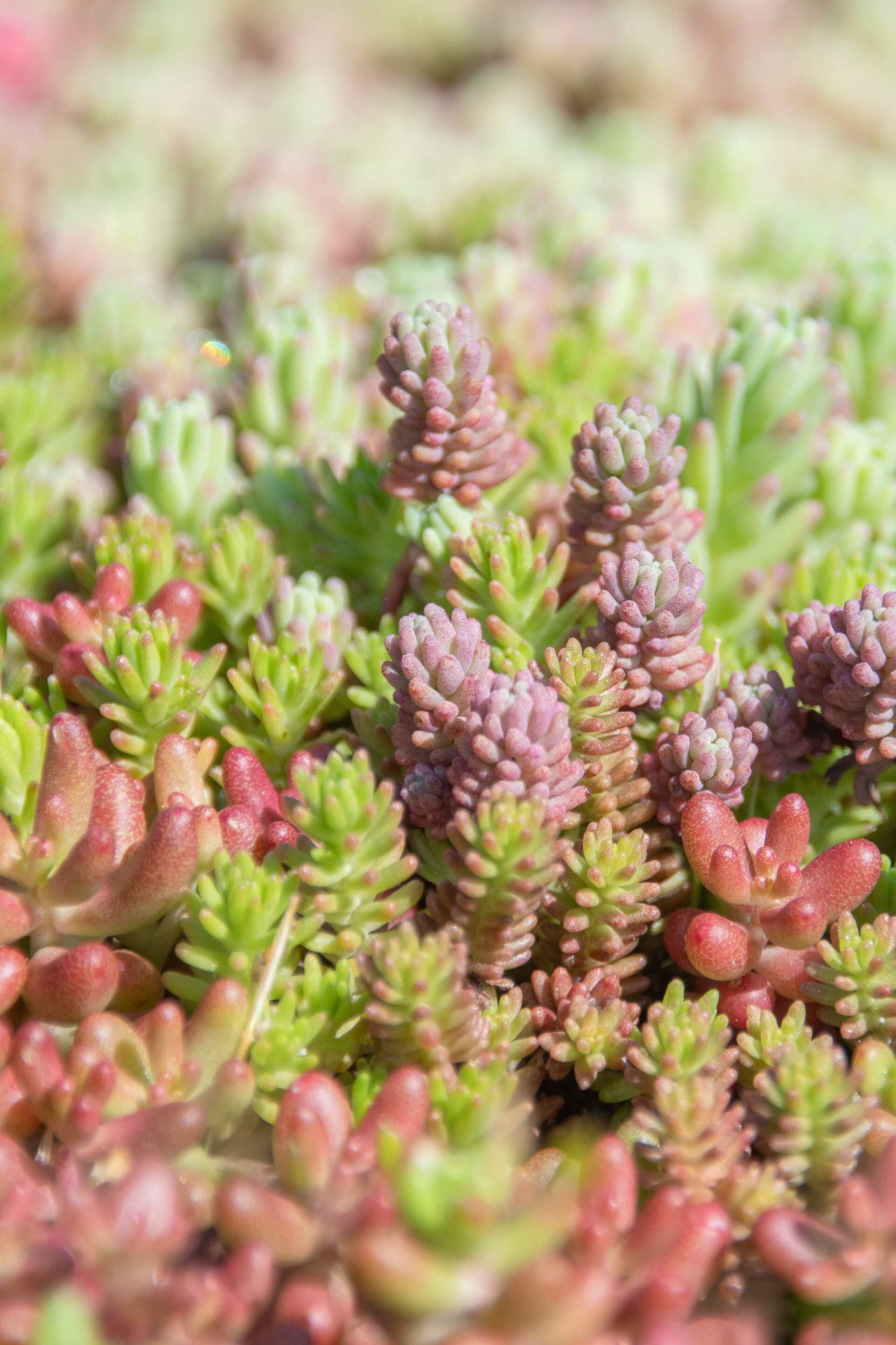 MVM Sedum