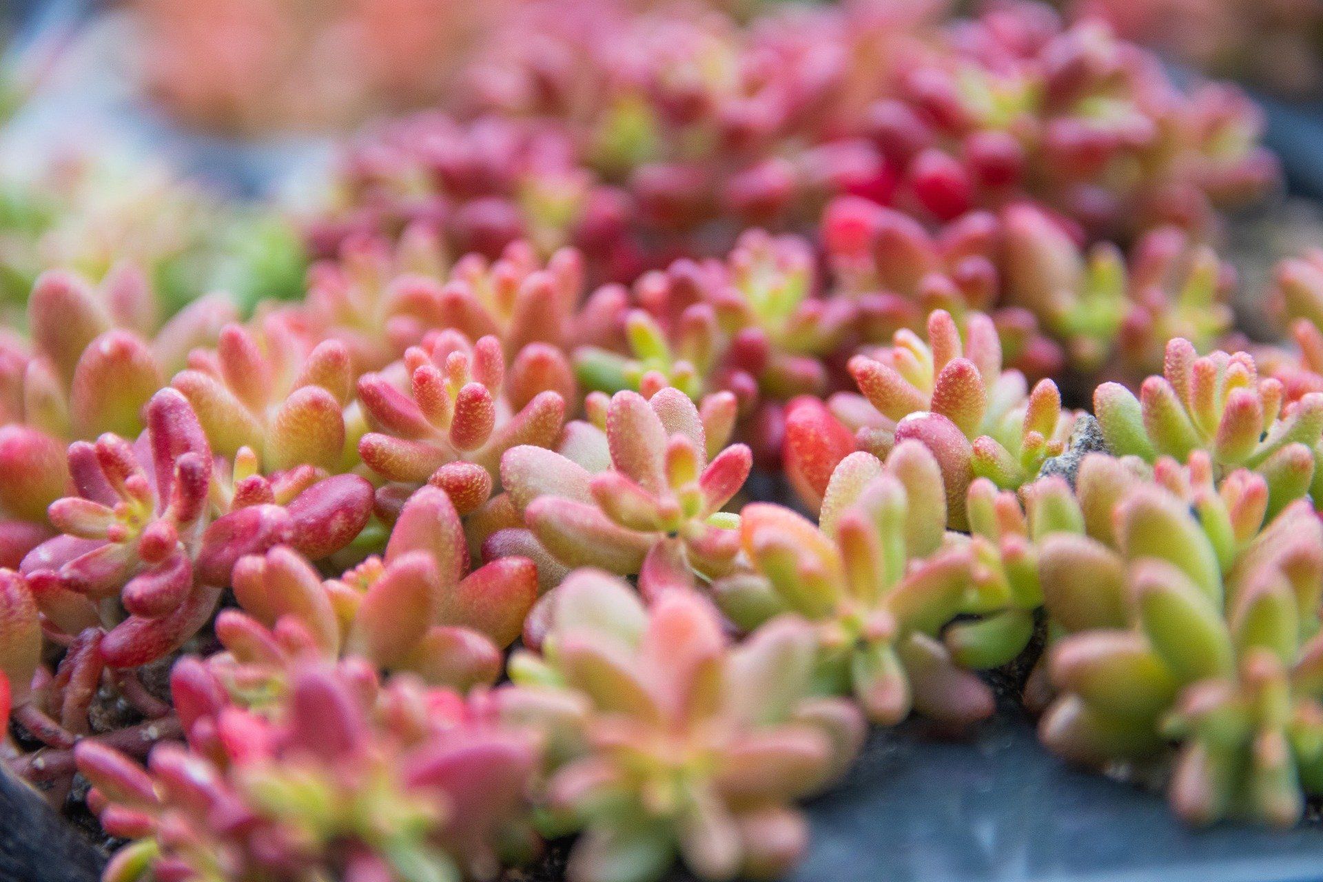 Sedum album ‘Coral carpet’