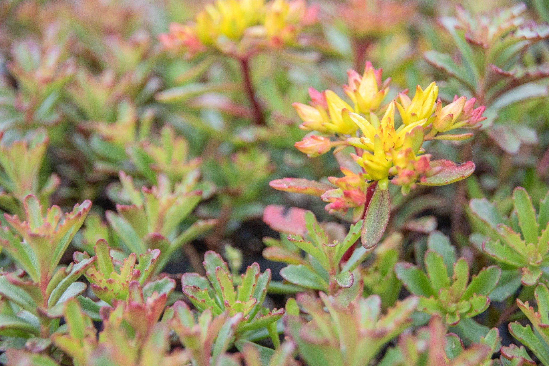 Sedum kampschaticum