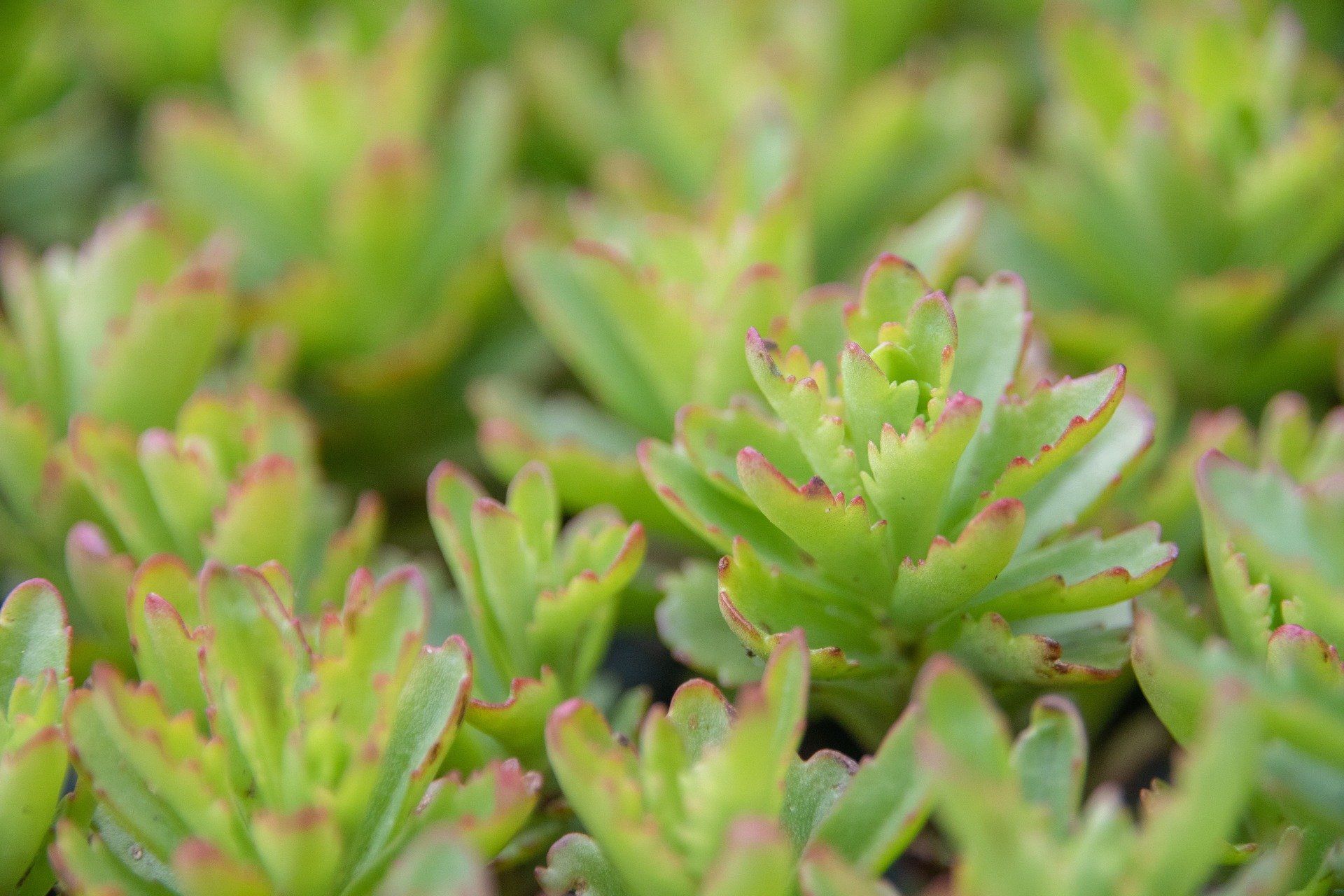 Sedum immergrunchen