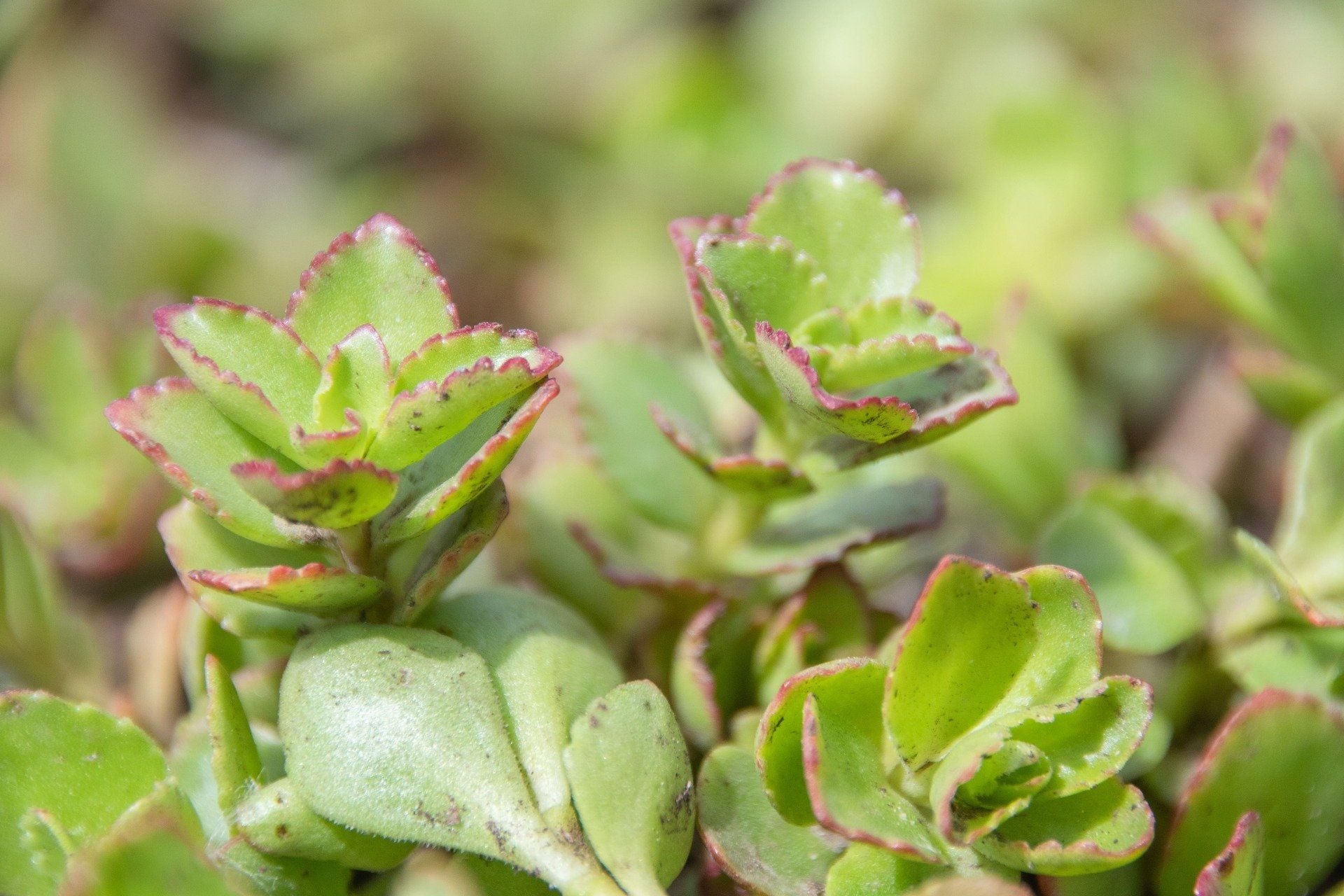 Sedum spurium ‘Summerglory’