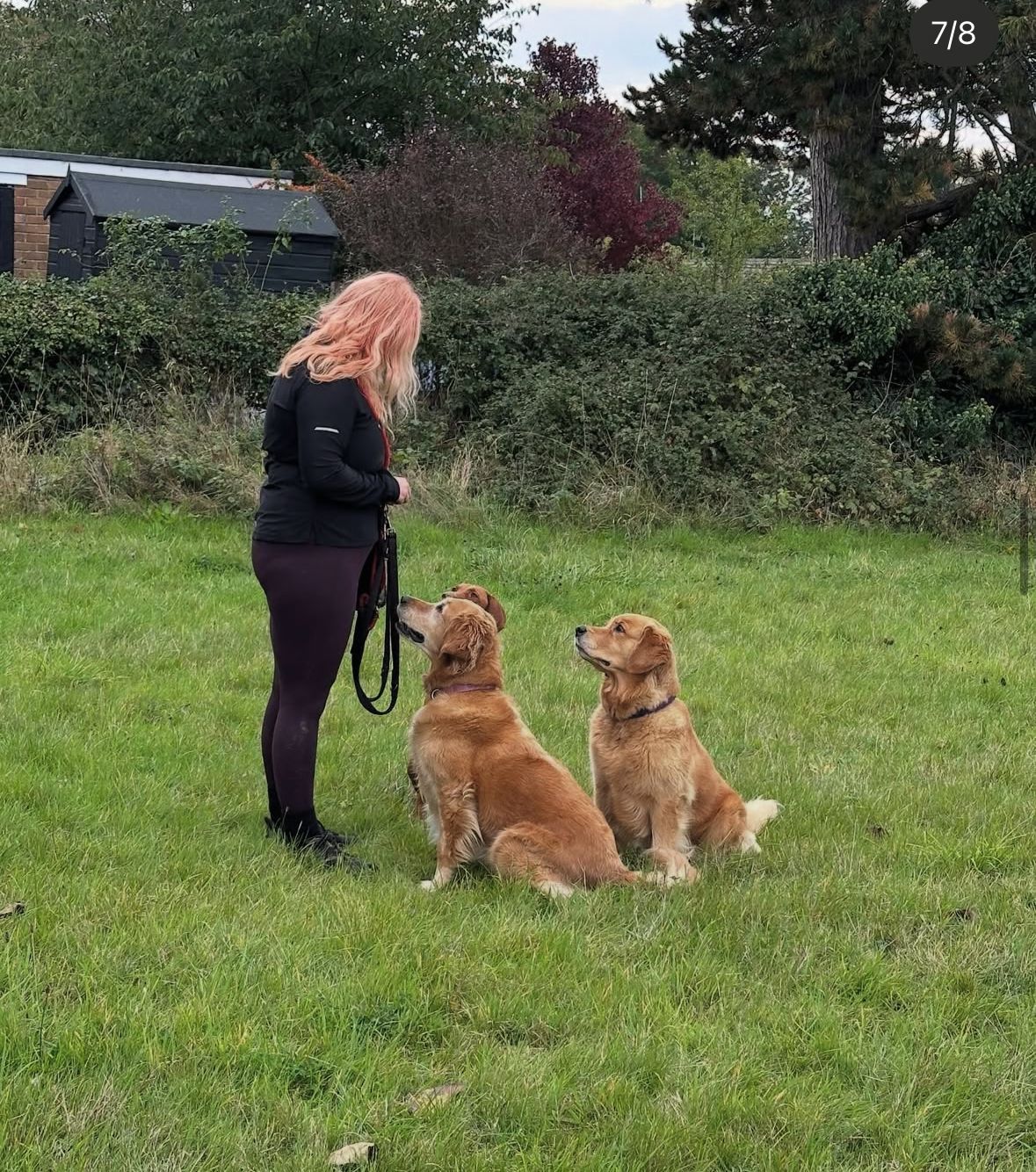 Dog walker from Muddy Paws Adventures with dogs in a field near Neston Cheshire