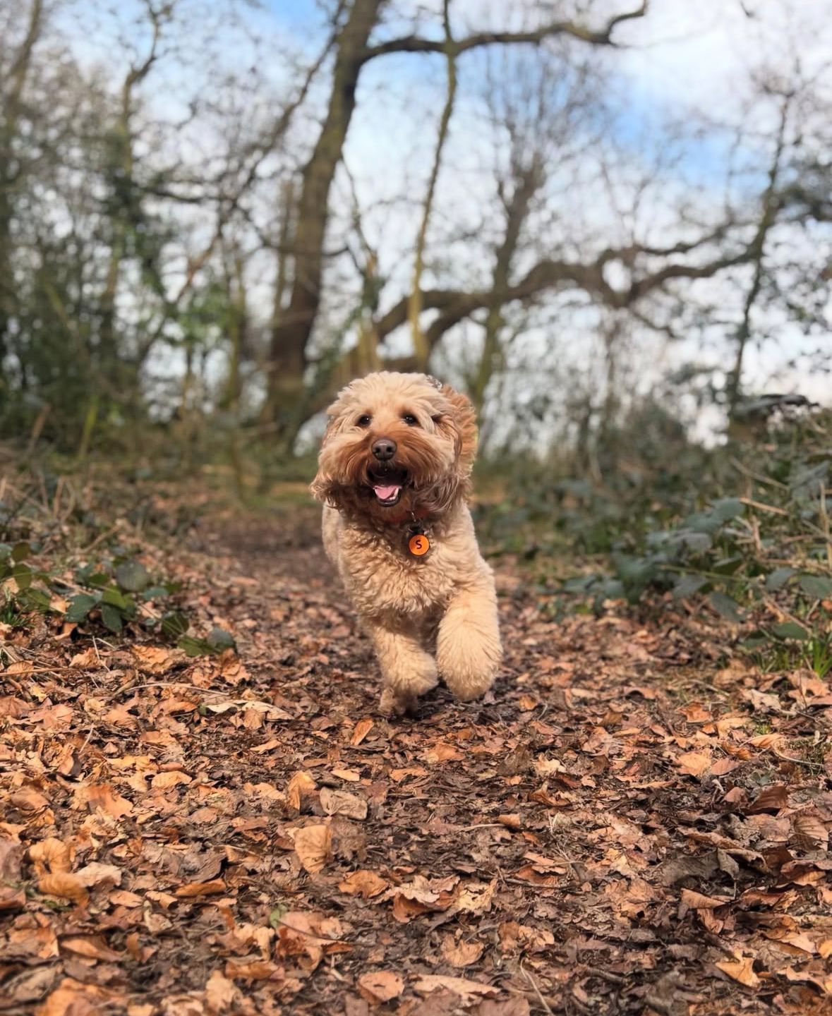 Solo walk Muddy paw Adventures near Neston