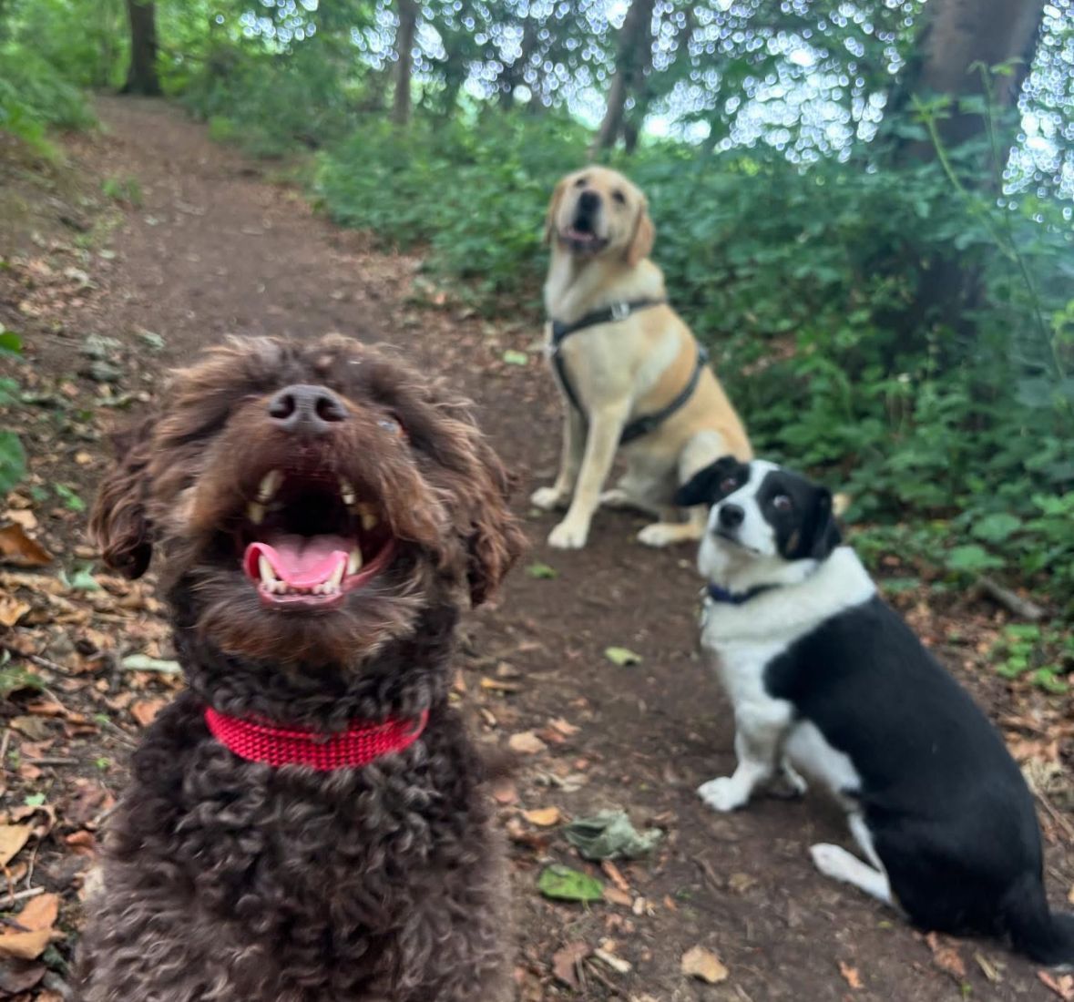 happy dogs from Muddy Paws Adventures group walk near Neston