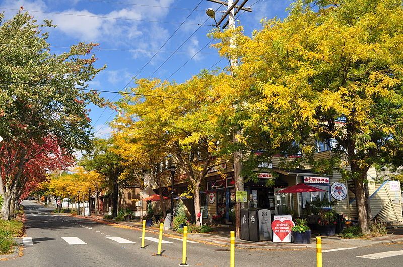 A row of trees with yellow leaves on a street corner