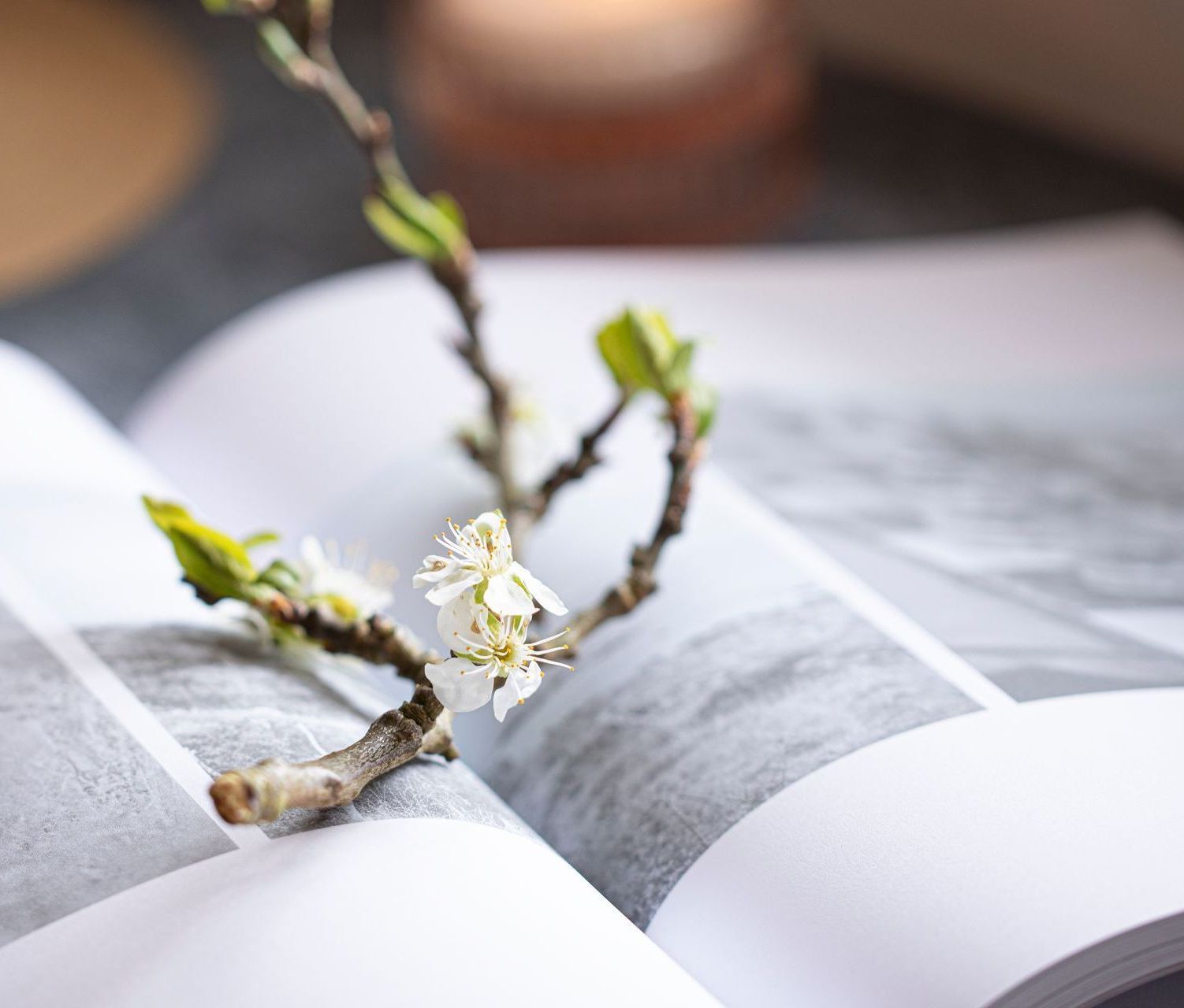 Foto af en blomstrende gren der ligger på en åben bog