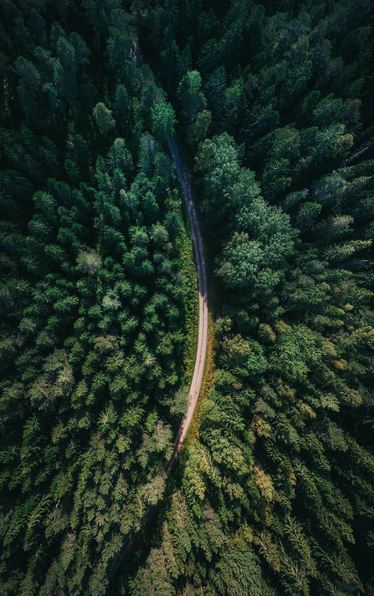Et luftfoto af en svensk skov