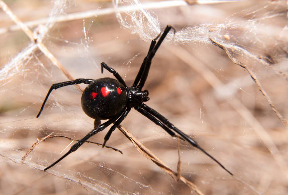 A close up of a black widow spider on a web.