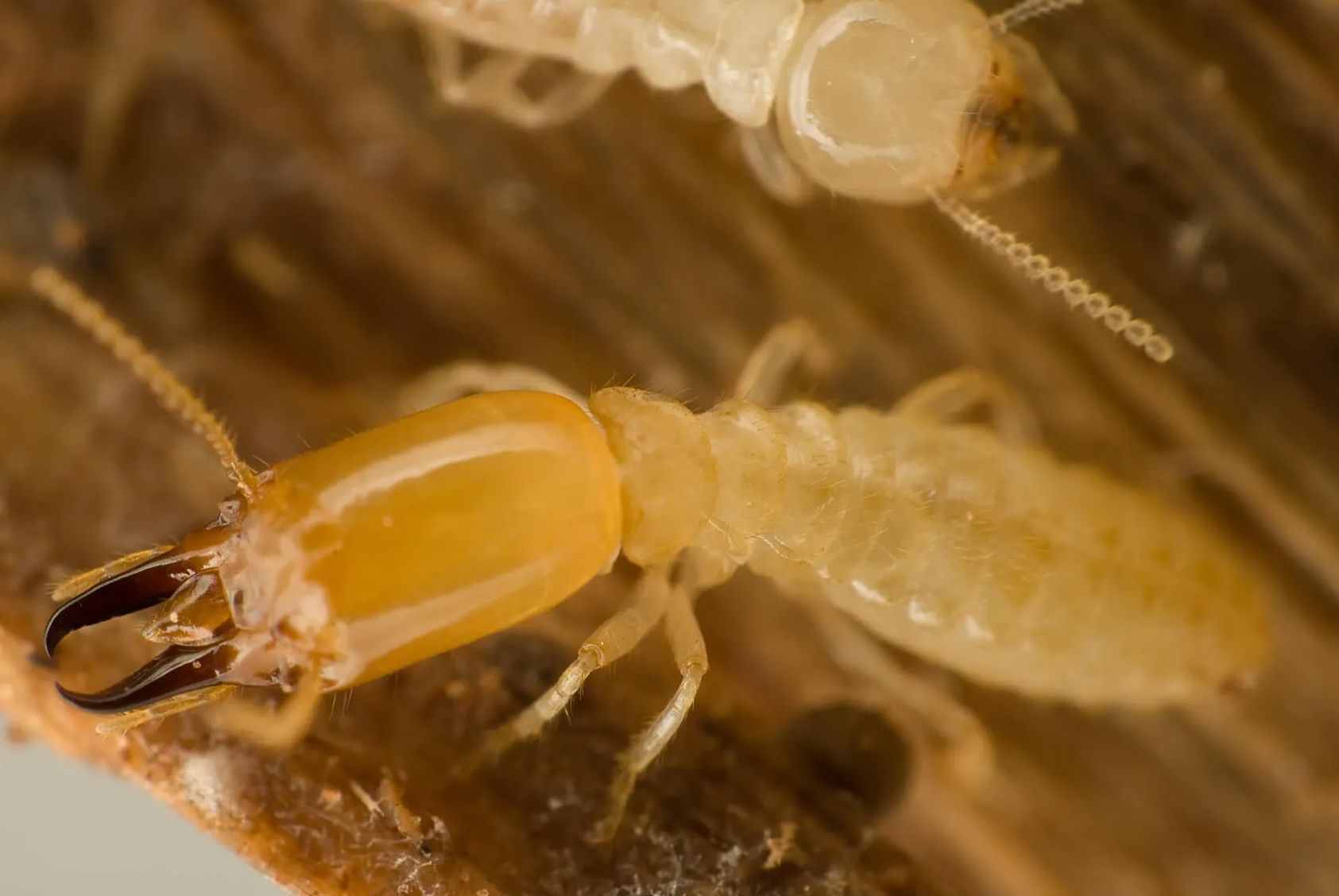 A group of termites are crawling on a piece of wood.
