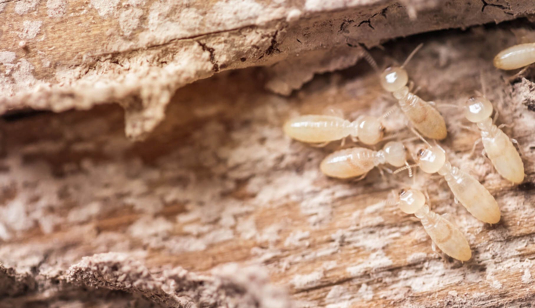 A group of termites are crawling on a piece of wood.