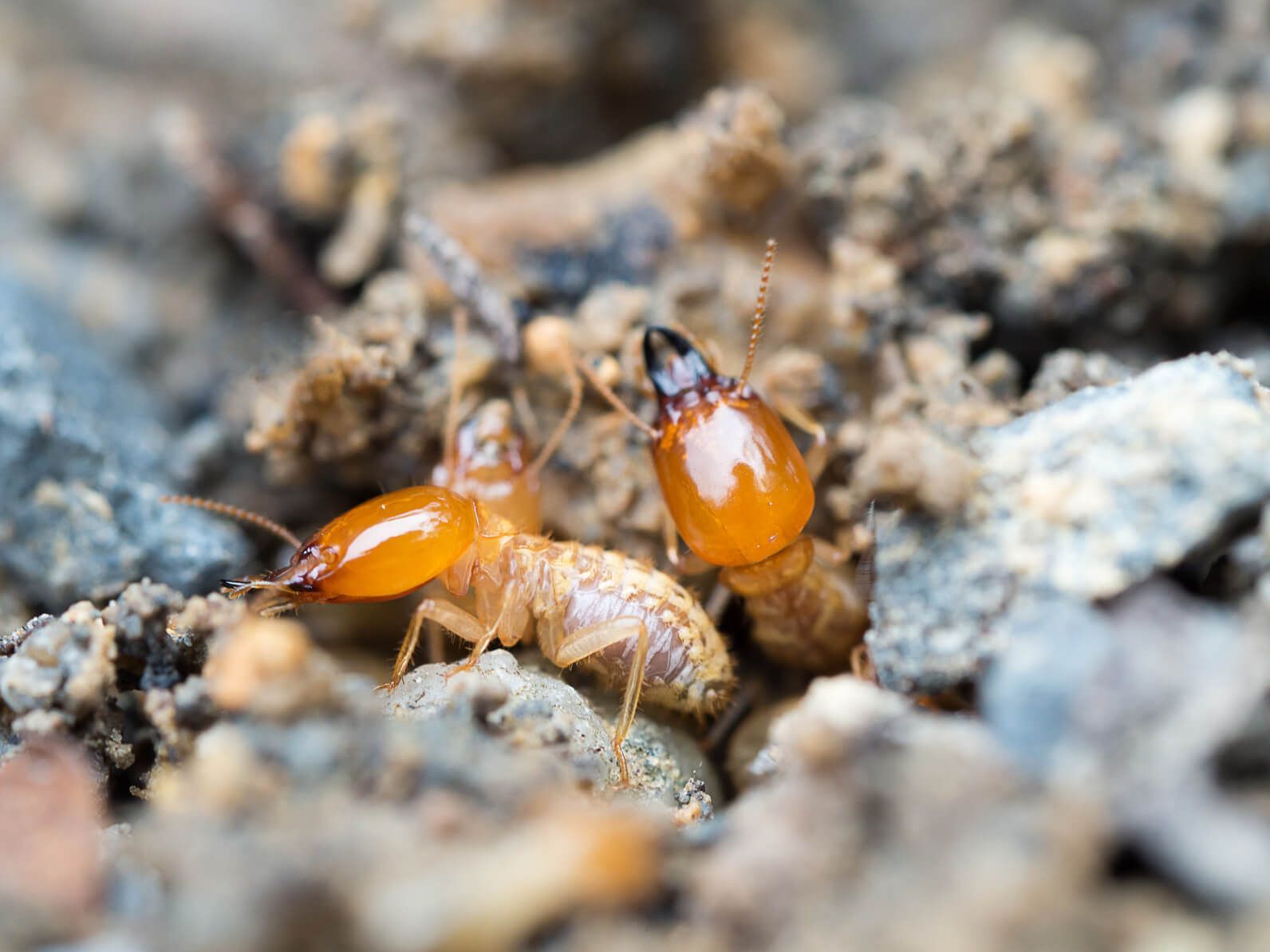 A couple of termites are sitting on top of a pile of dirt.