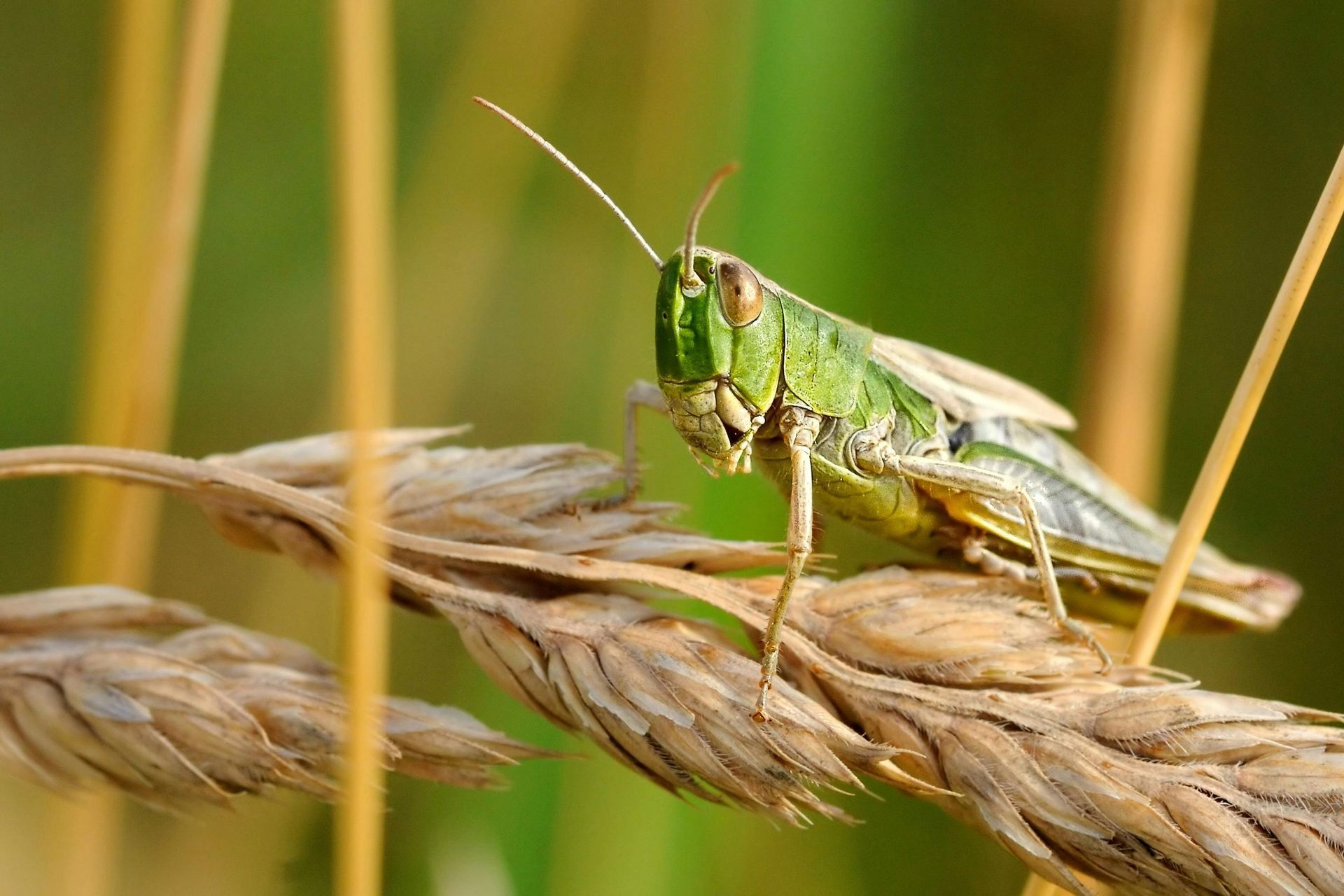 A grasshopper is sitting on top of a wheat ear.