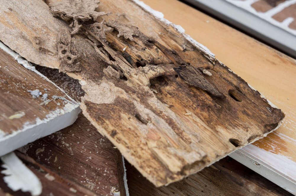 A piece of wood that has been eaten by termites.