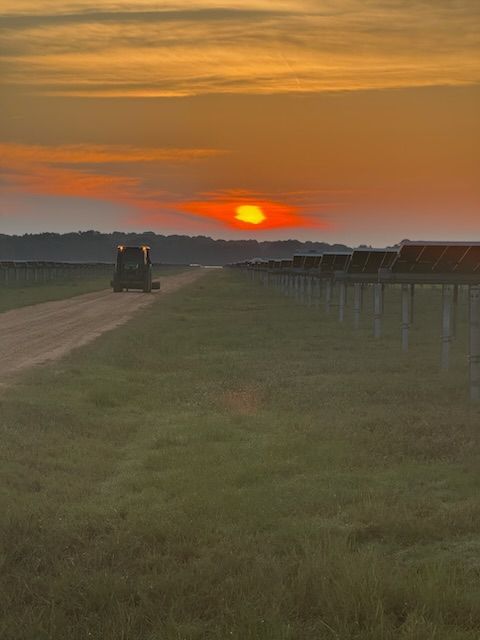Vineyard at sunrise; green vines, golden sunlight, blue sky.
