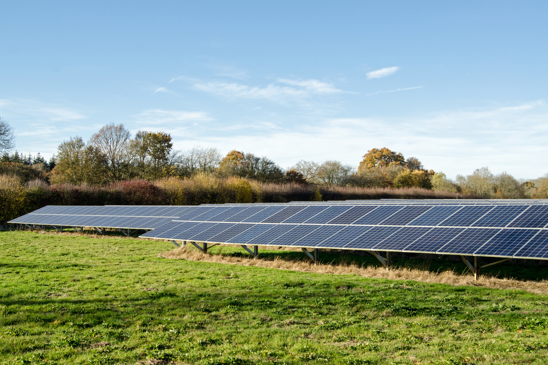 Solar panels in a grassy field under a blue sky with trees in the background.