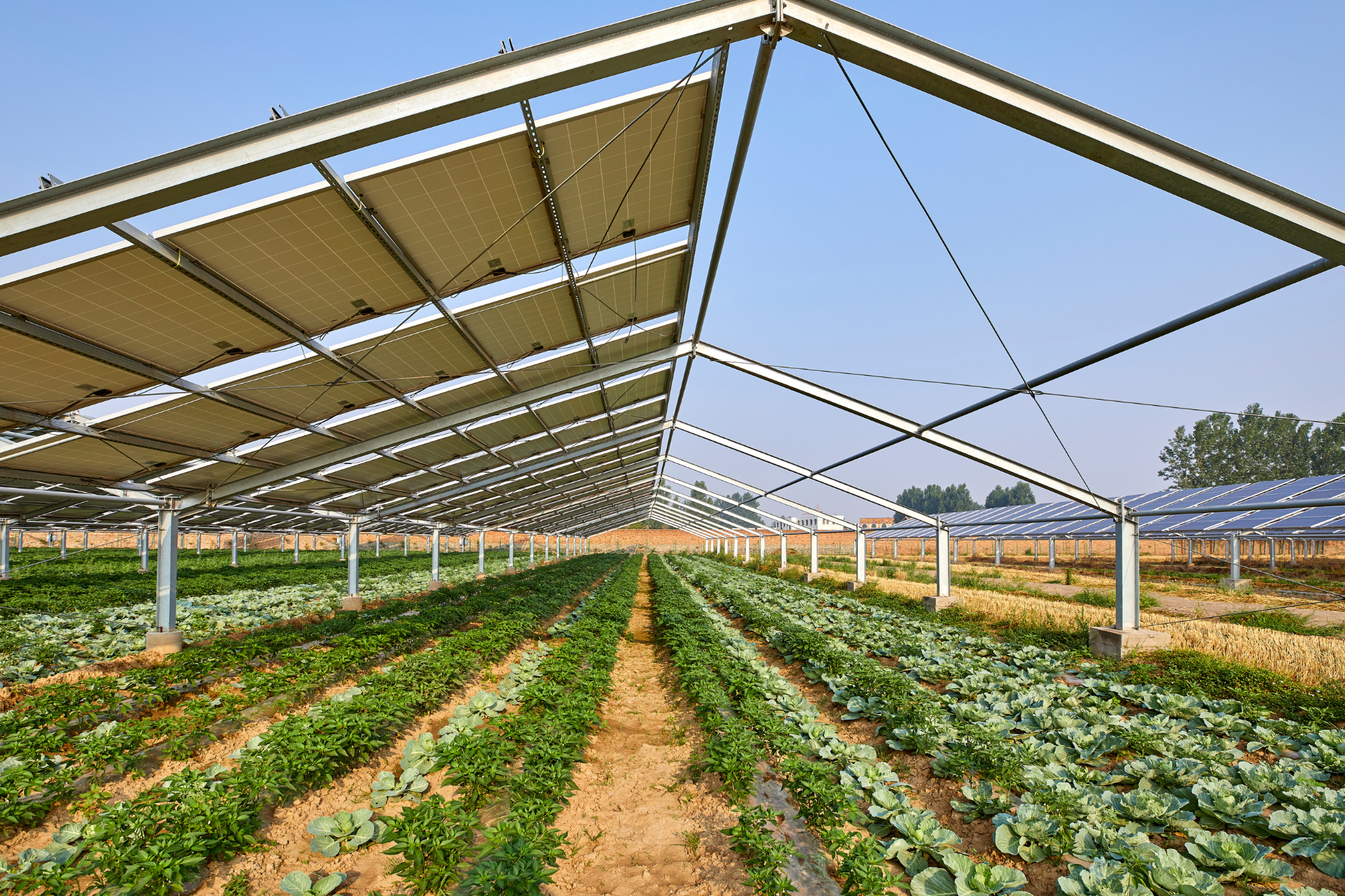 Rows of crops growing under solar panels in a field.