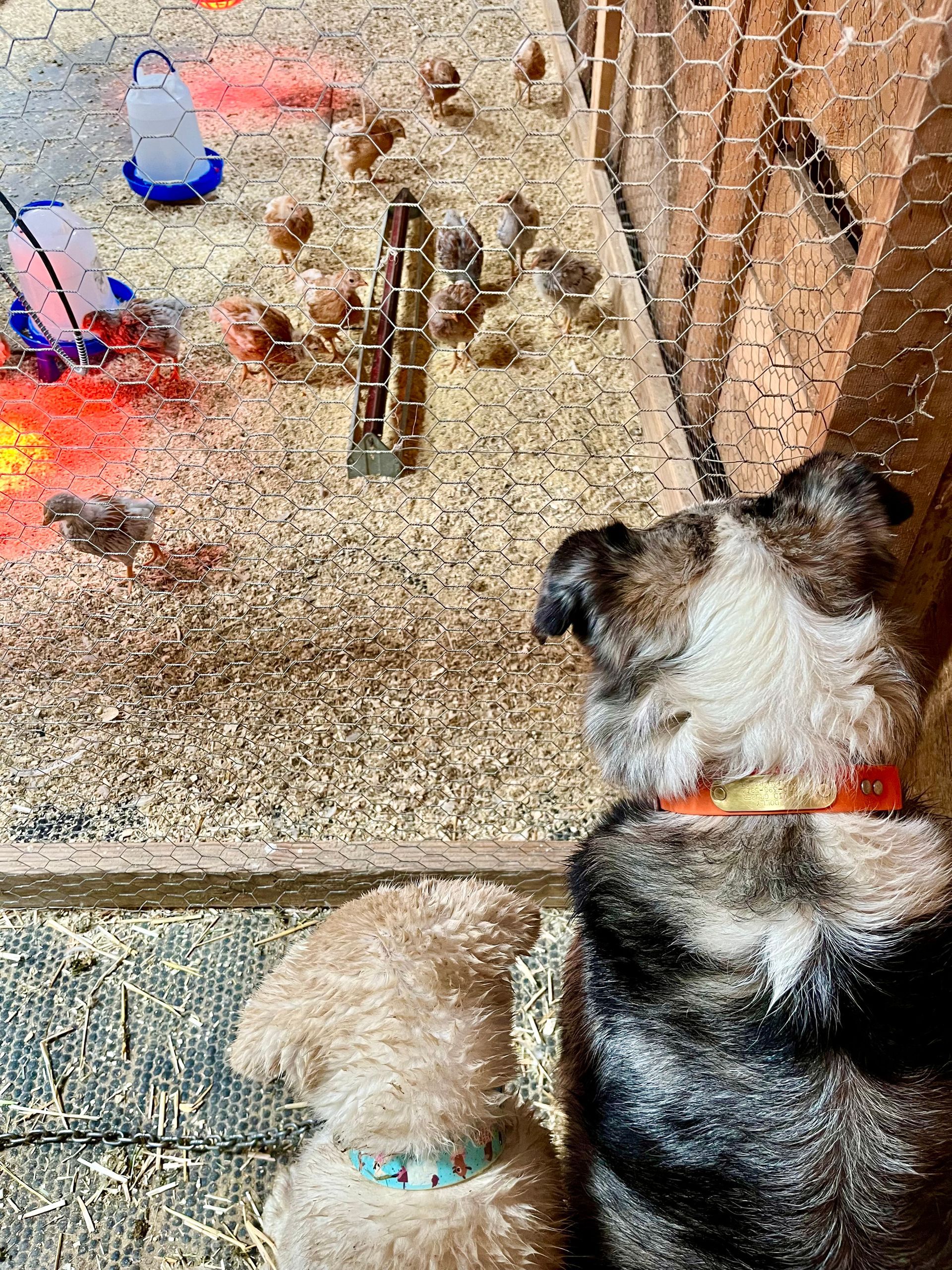 Two dogs are looking at chickens in a chicken coop.