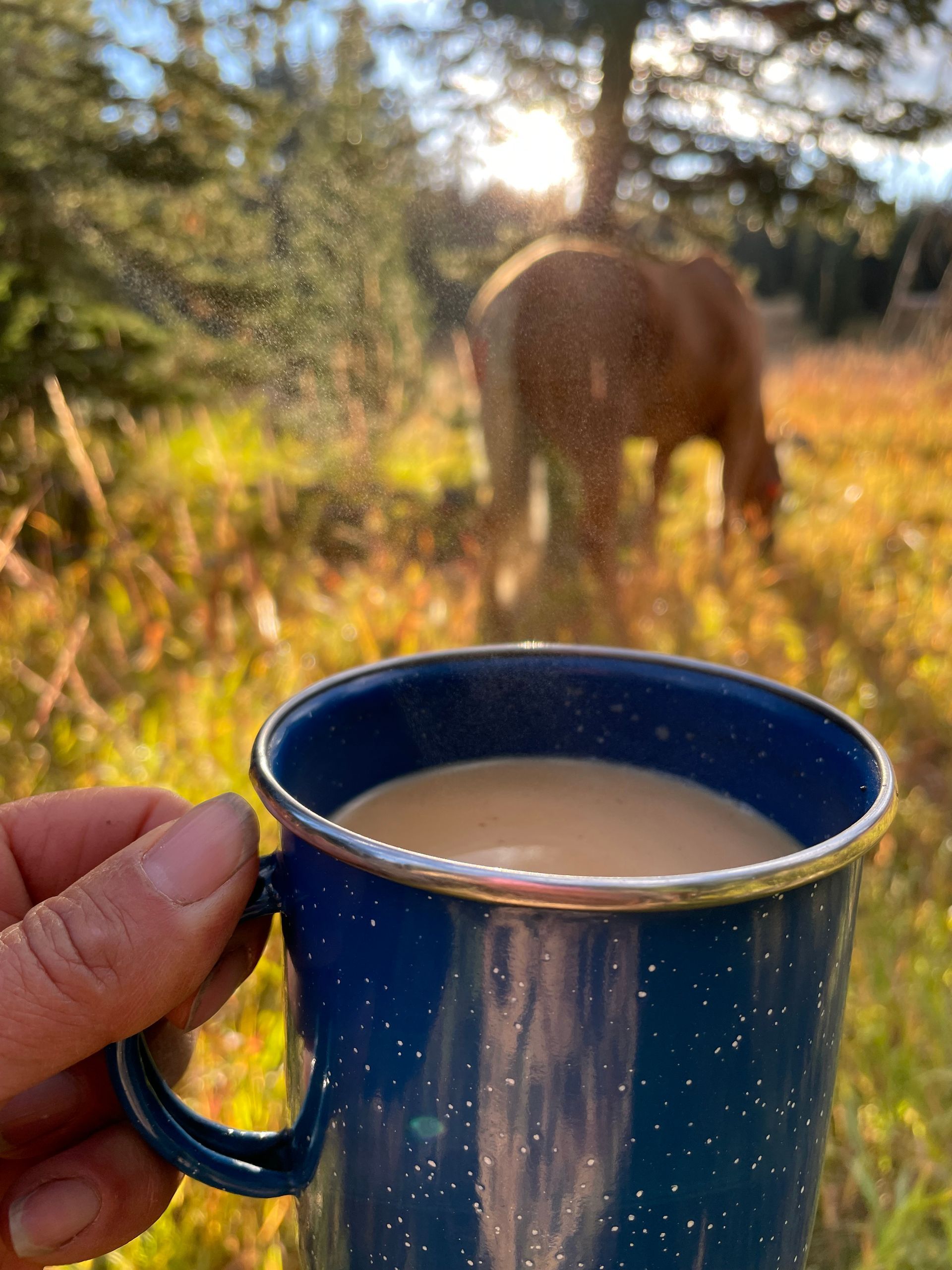 A person is holding a cup of coffee in front of a horse.