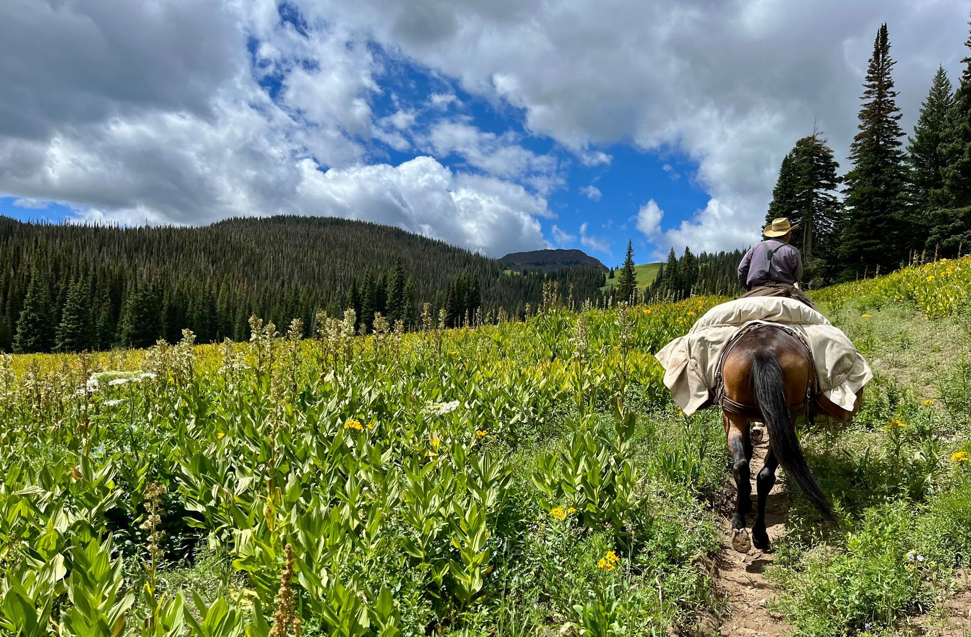 A man is riding a horse through a field of flowers.