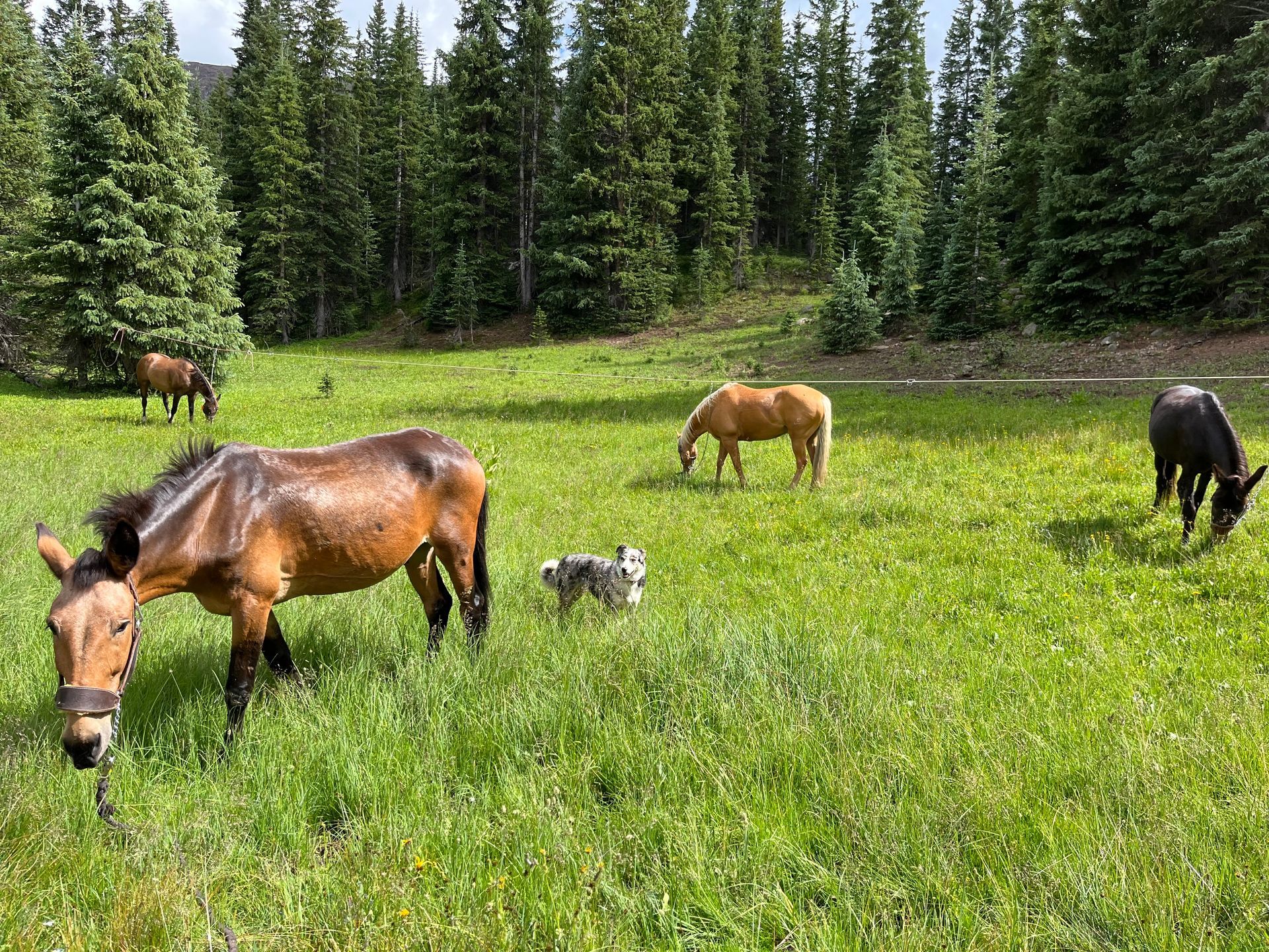 A herd of horses grazing in a grassy field with trees in the background.