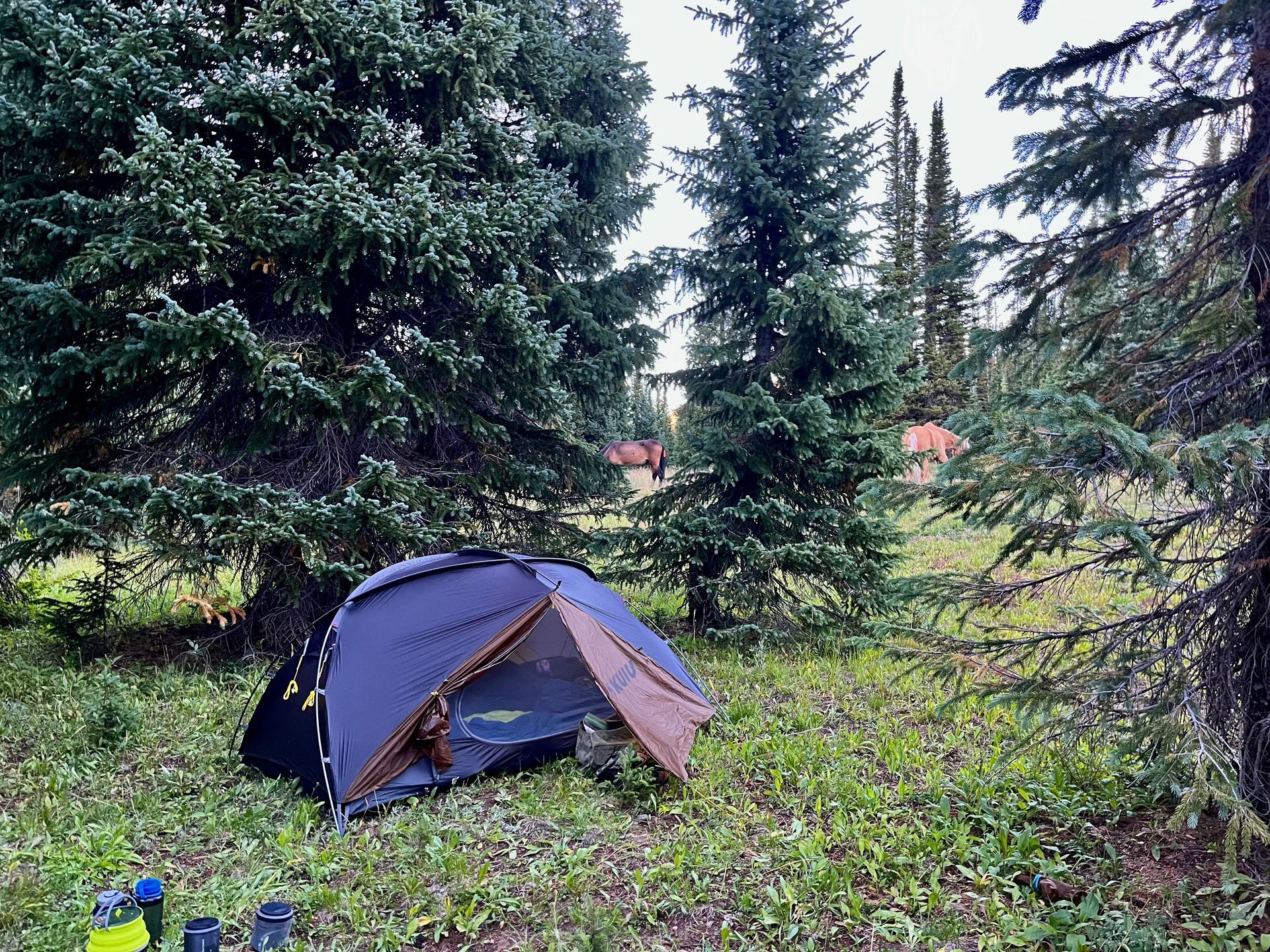 A tent is sitting in the middle of our field surrounded by trees.