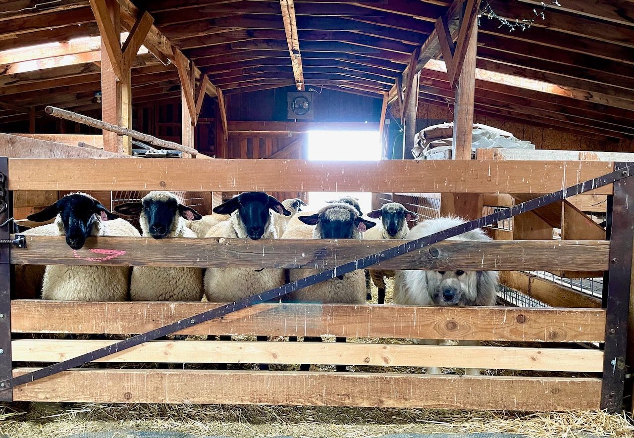 A herd of sheep are behind a wooden fence in a barn.