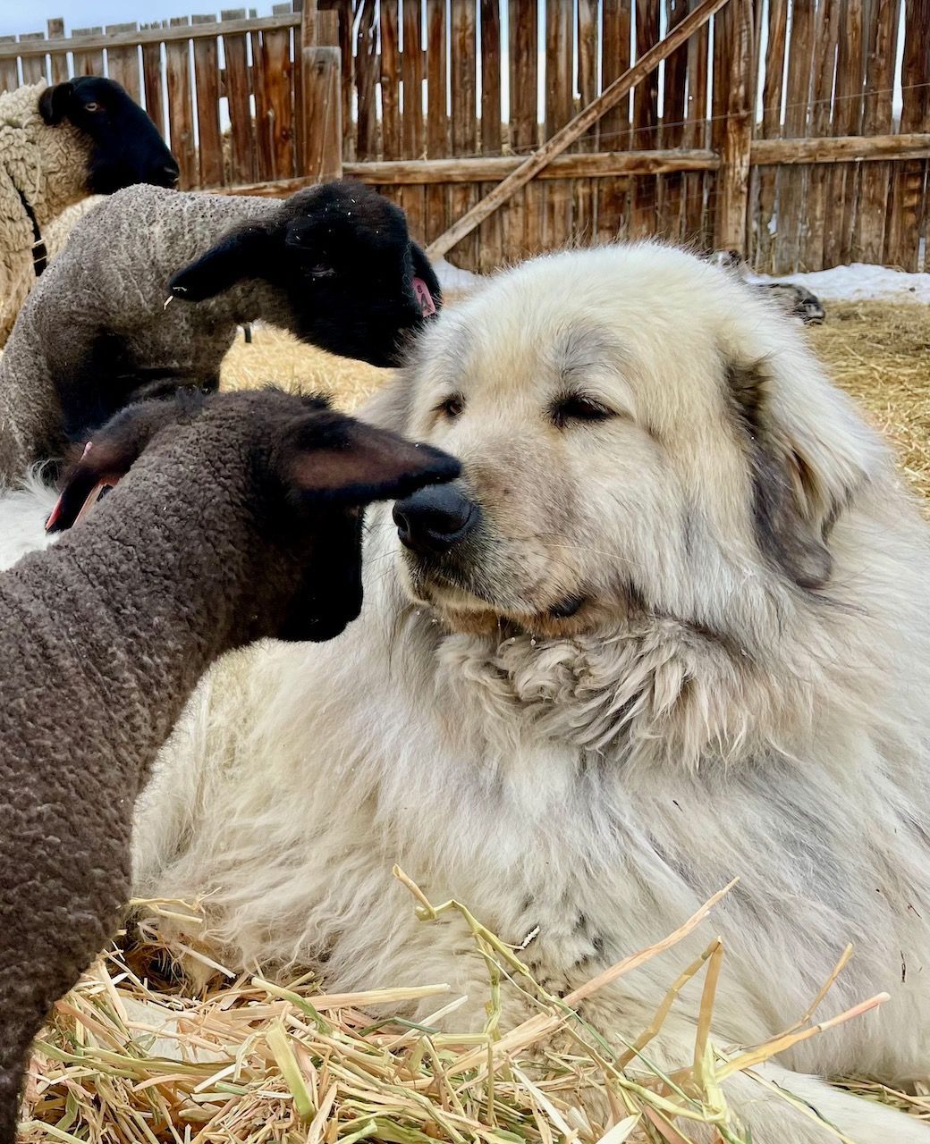 A white dog is laying down next to a flock of sheep