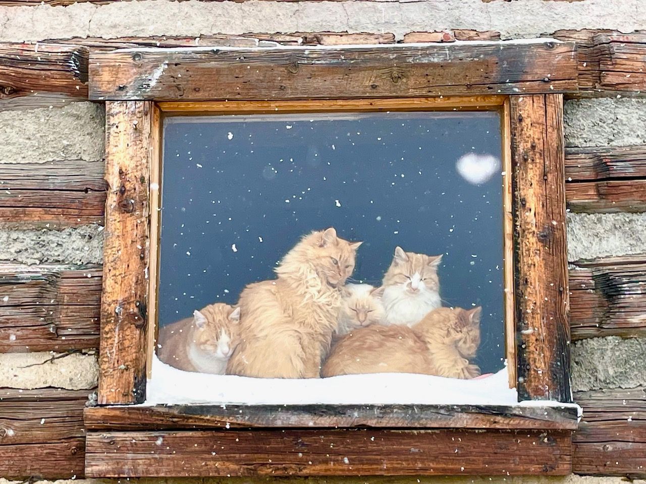 A group of cats are looking out of a window in the snow