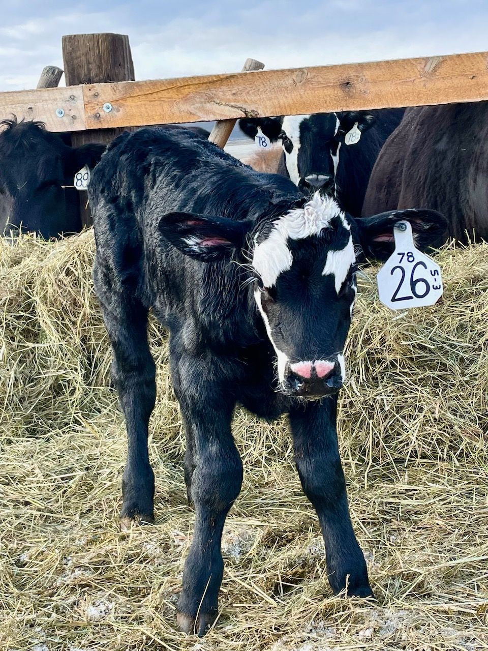 A black and white calf with a tag on its ear is standing in a pile of hay.