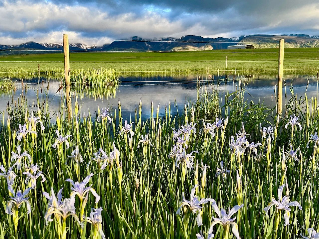 A field of flowers is surrounded by water and a fence.