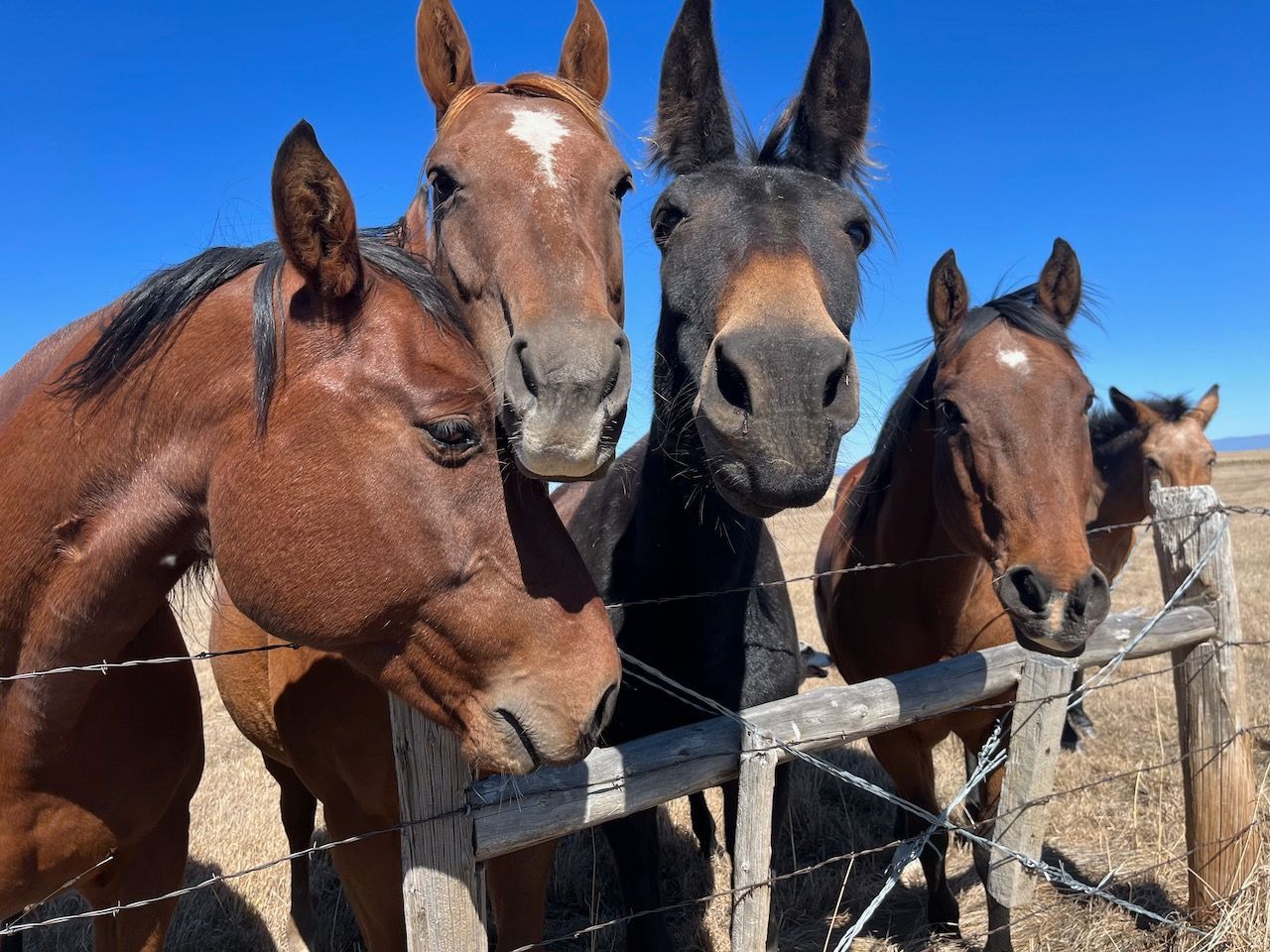 Three horses are standing next to each other behind a barbed wire fence.