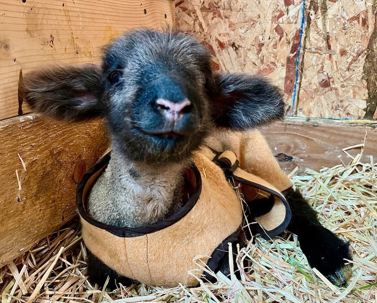 A baby sheep wearing a jacket is laying in a pile of hay.