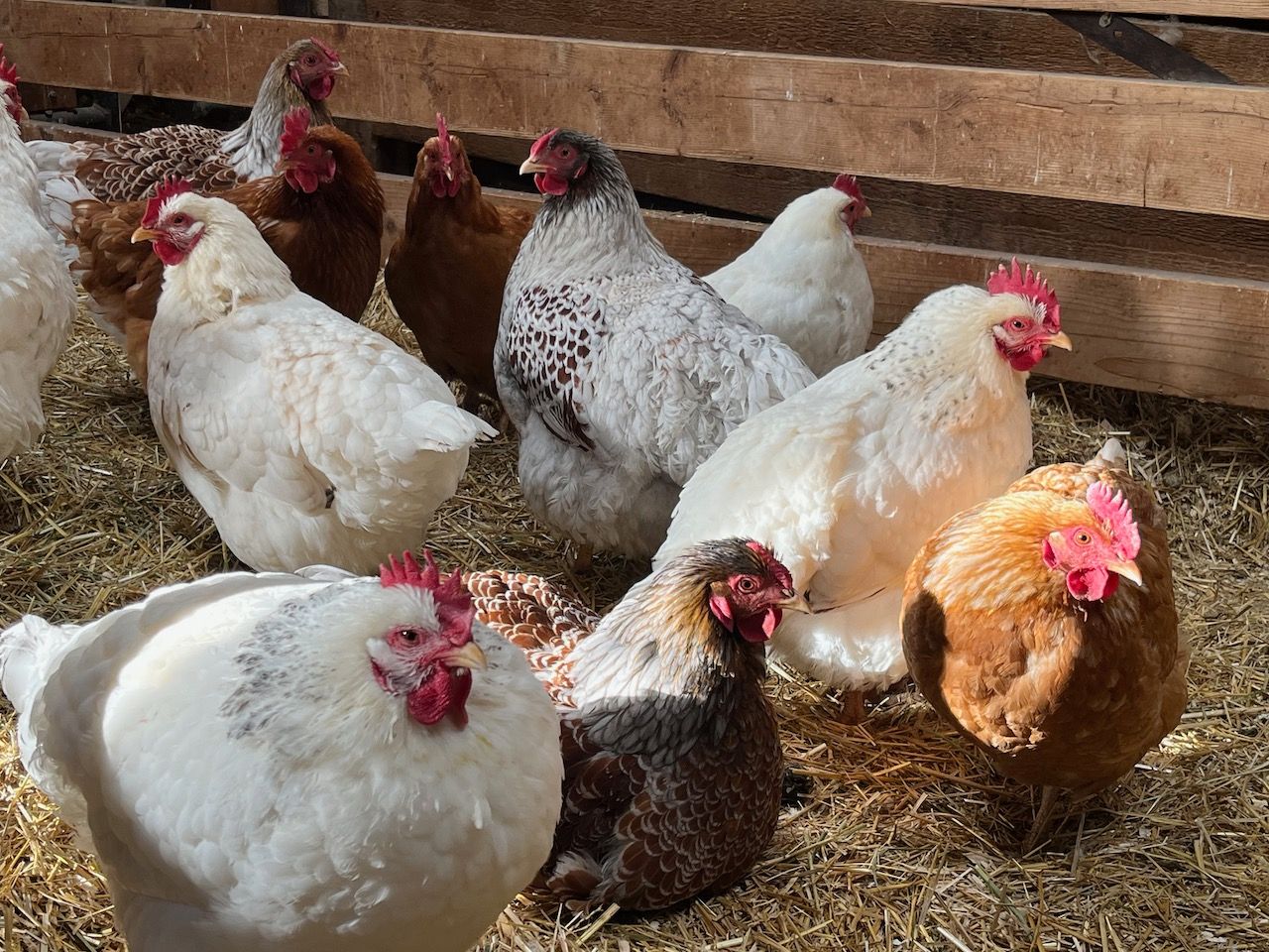 A group of chickens are standing next to each other in a chicken coop.