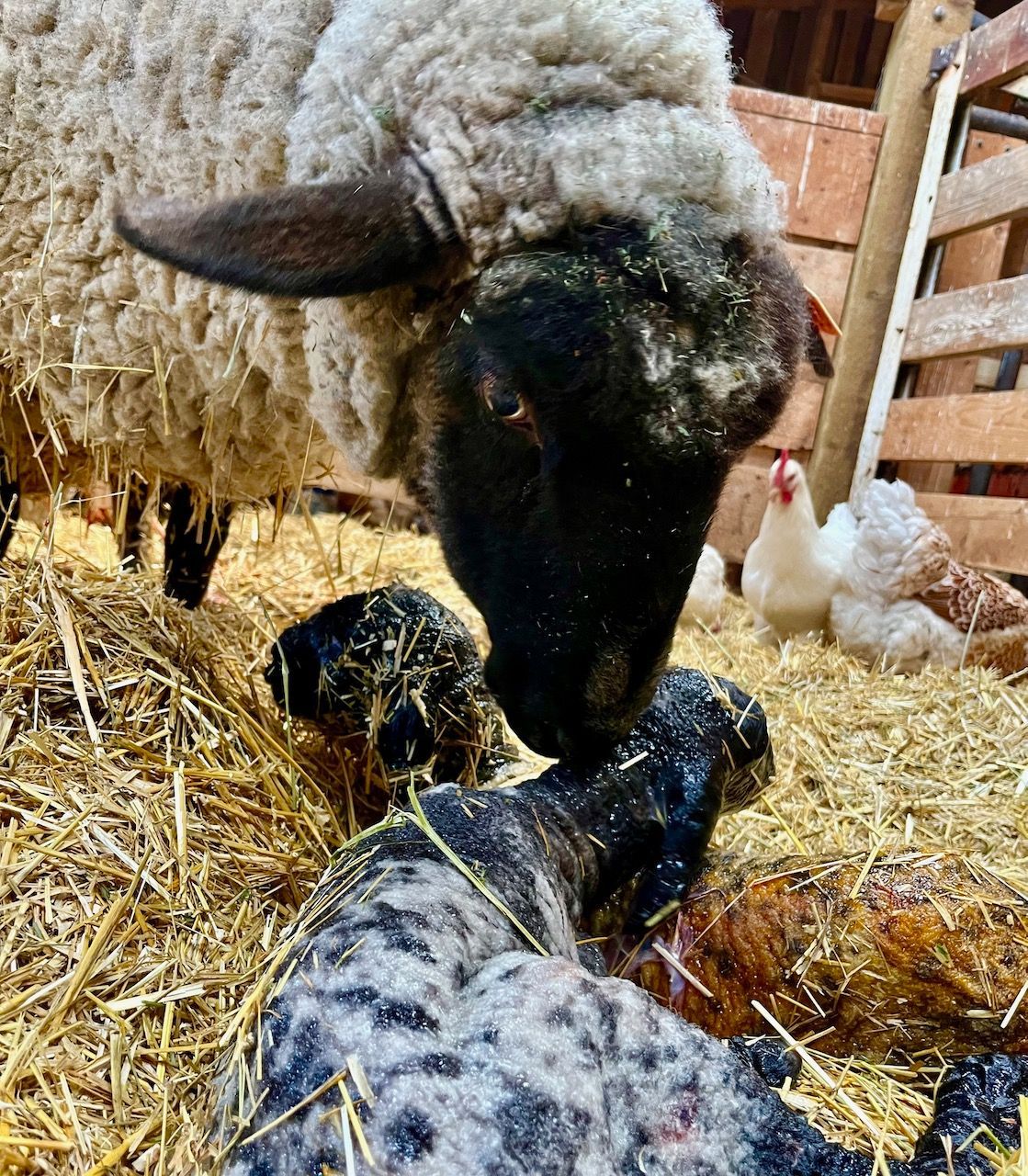 A sheep is standing next to a baby sheep in a pen.