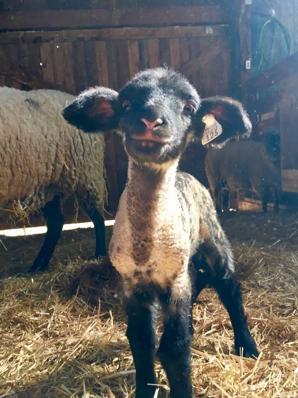 A baby sheep is standing in a barn and looking at the camera