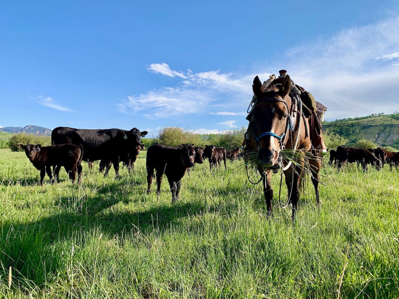 A horse and a herd of cows are standing in a grassy field.