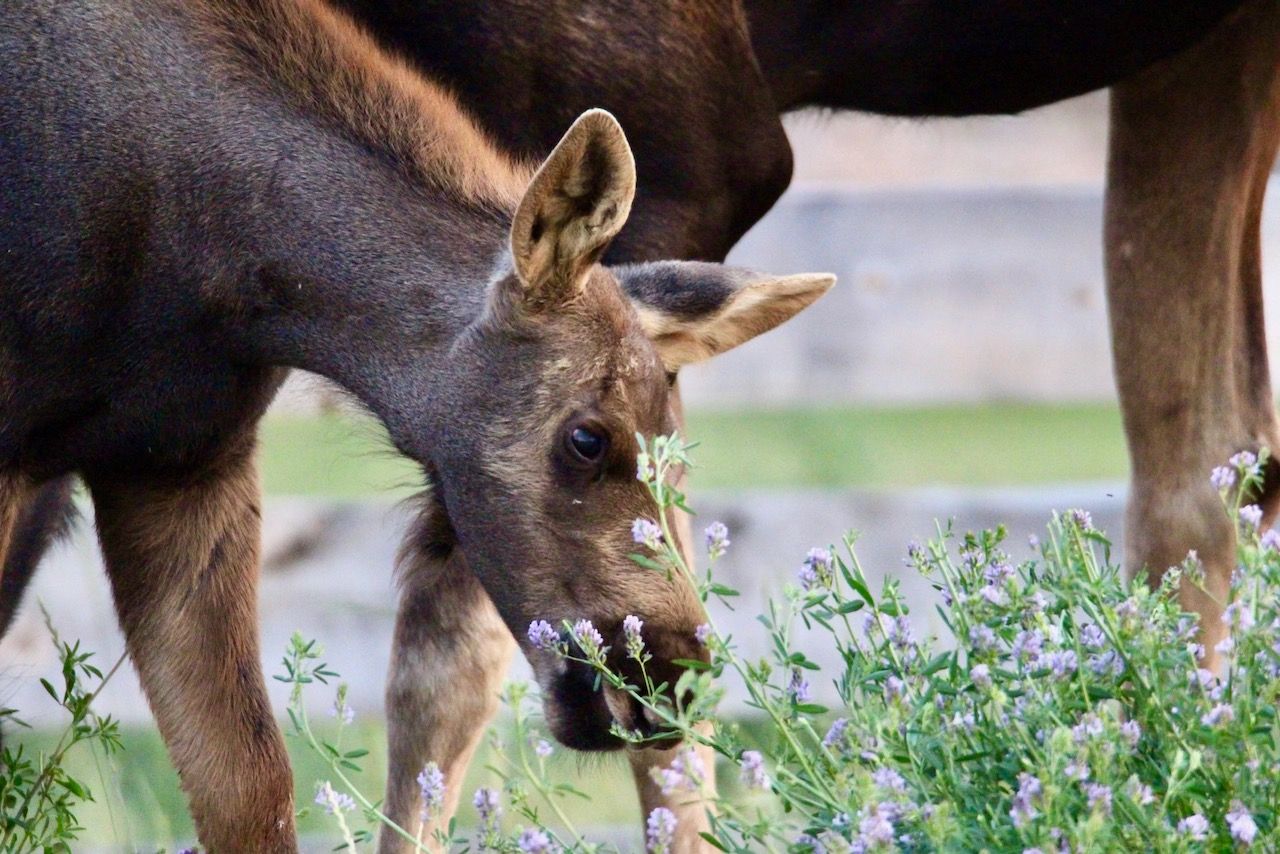 A close up of a moose eating flowers in a field.