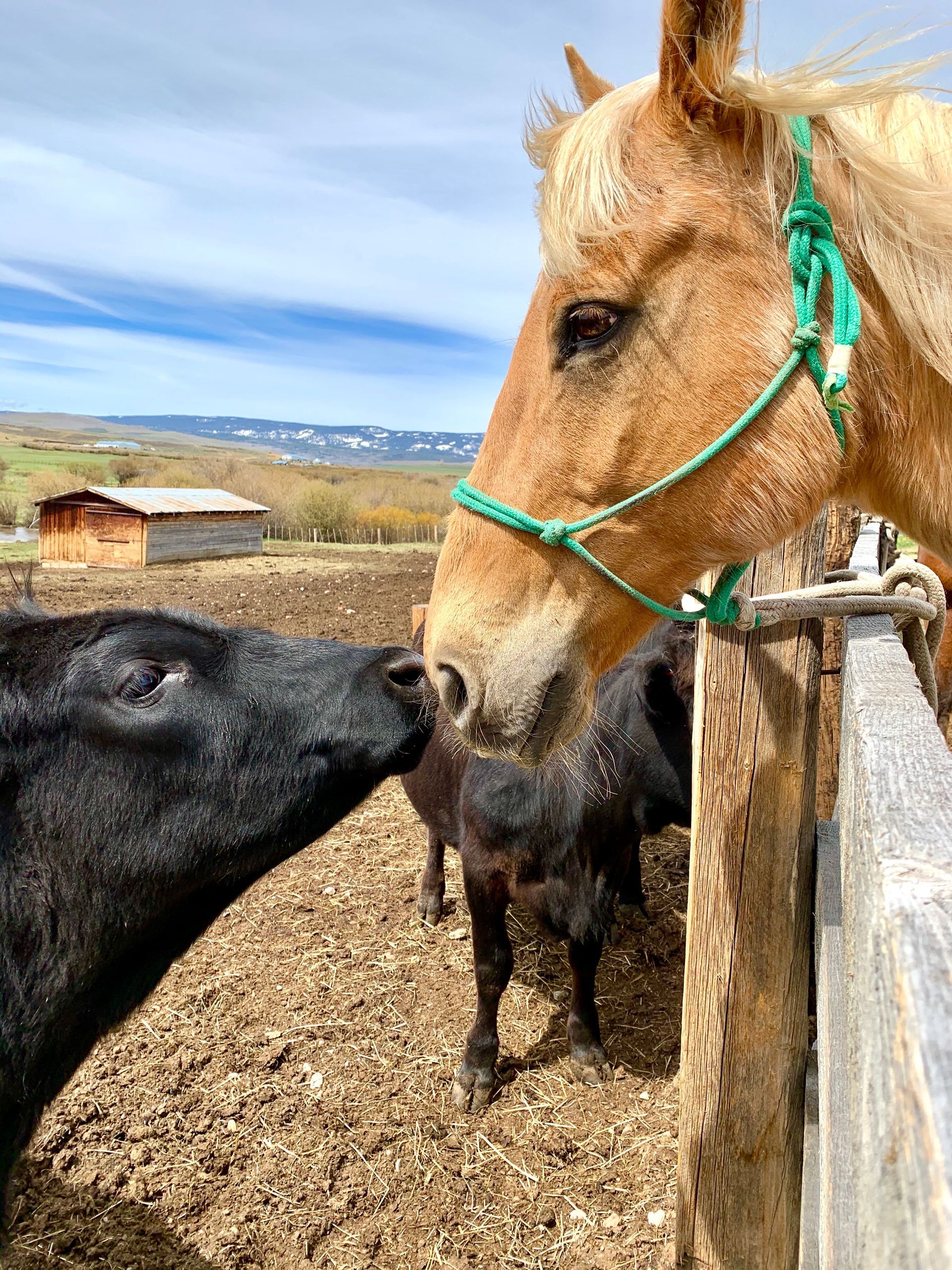 A horse and a cow are standing next to each other in a pen.