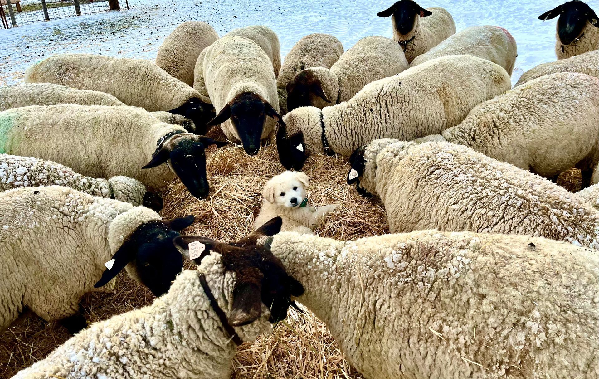 A herd of sheep standing around a pile of hay.