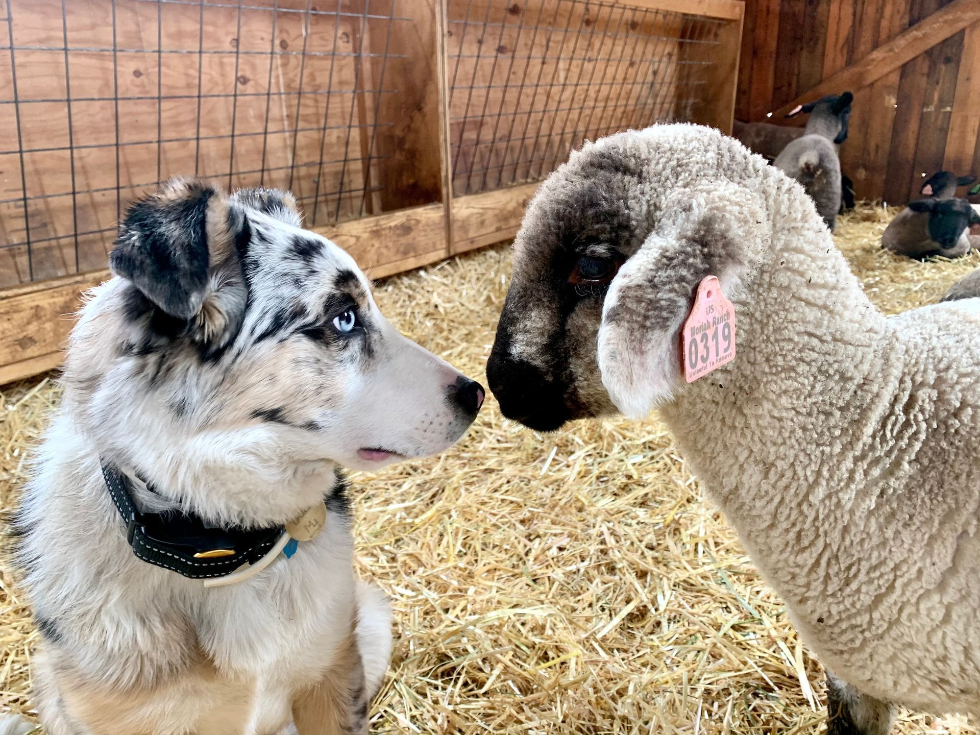A dog and a sheep are looking at each other in a barn.
